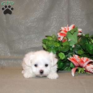 Cooper, Maltese Puppy